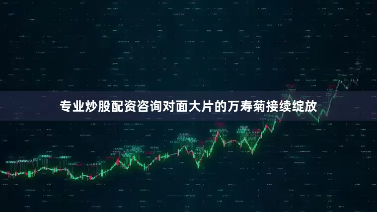 专业炒股配资咨询对面大片的万寿菊接续绽放